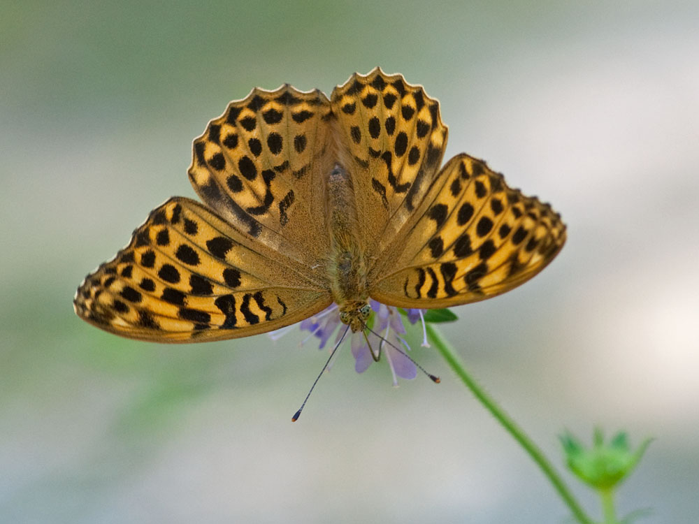 Argynnis paphia